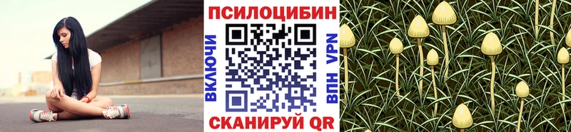 Купить где  Пустошка  Псилоцибиновые грибы Psilocybine cubensis 